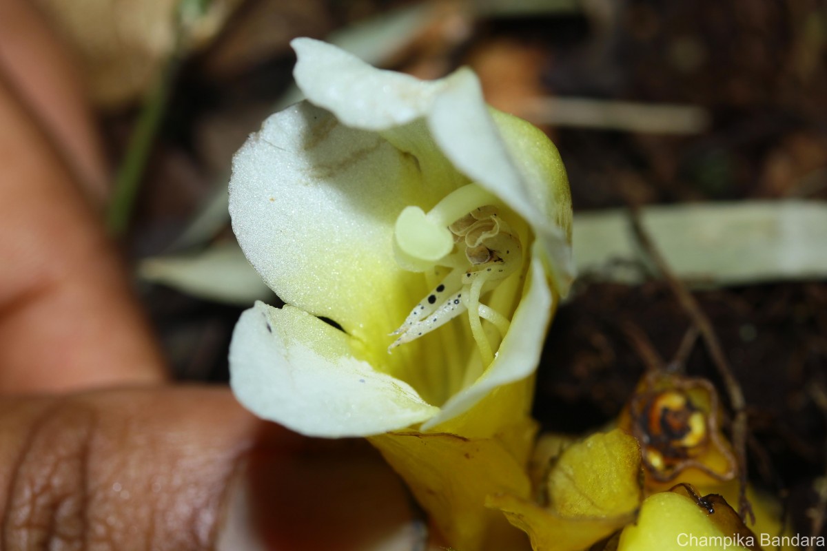 Christisonia thwaitesii Trimen